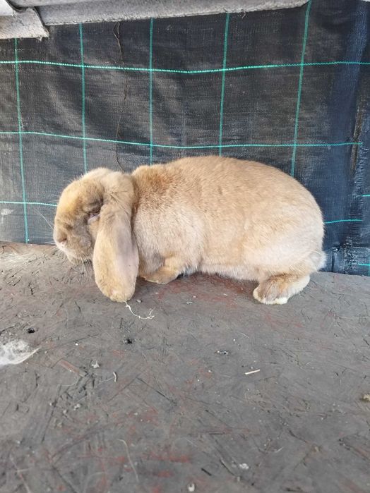 Iepurita berbec matura