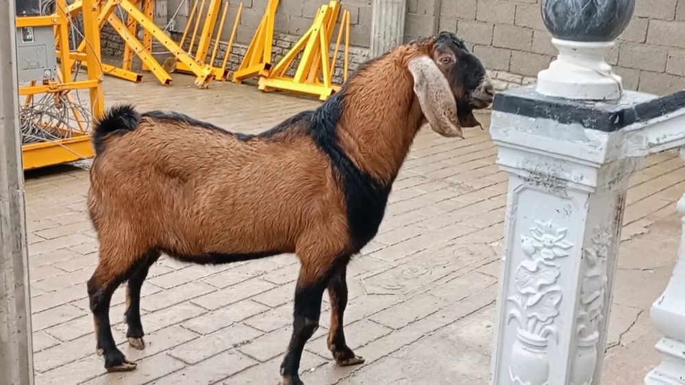 Коза Ешкі Коза ешкі