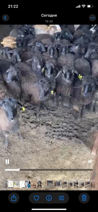 Қой, қошқарлар ! 5 ай бордақыда тұрған! 200 бас!