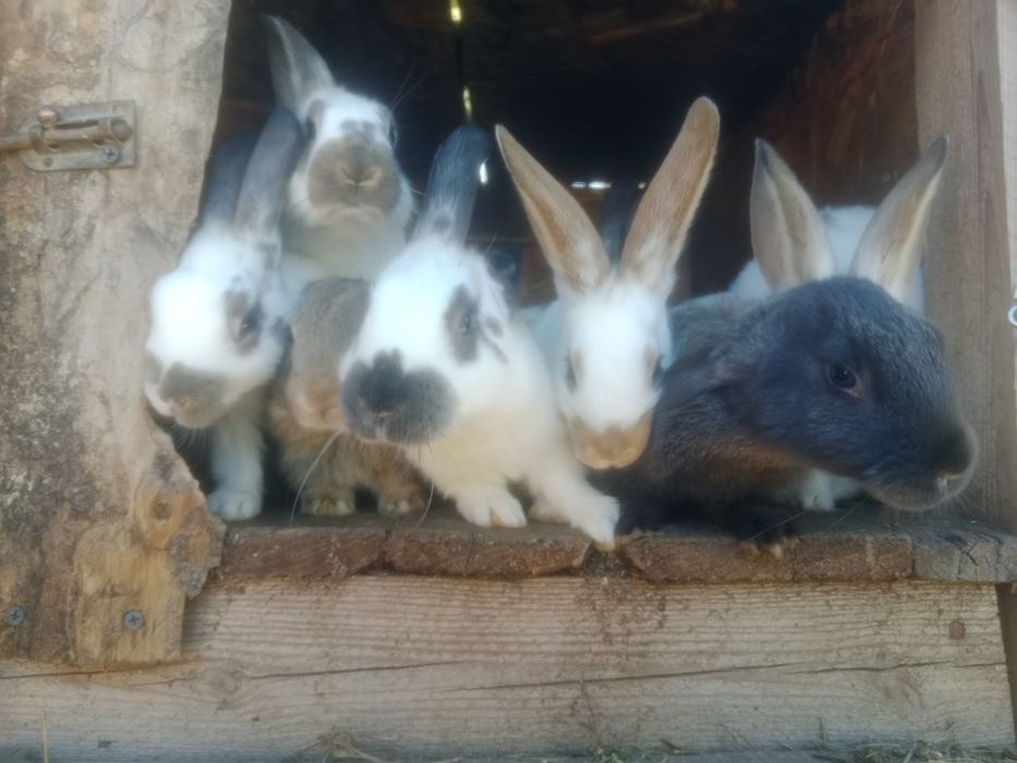 Продам живых крольчат .