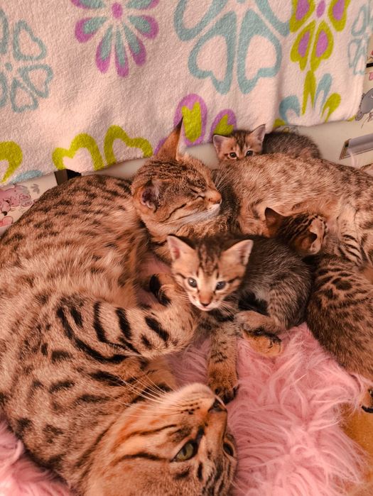 Котята ищут новый дом