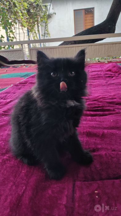 Котенок, отдам даром