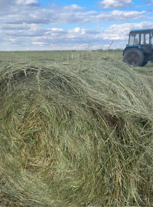 Продам луговое сено в рулонах