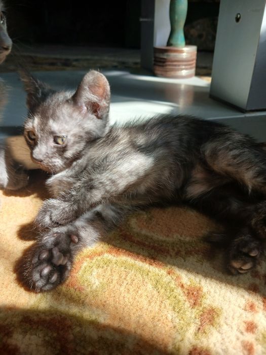 Отдам котят в добрые руки