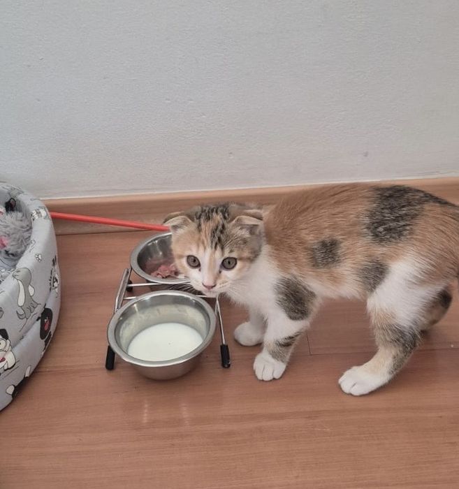 Продам кошку  (британка)