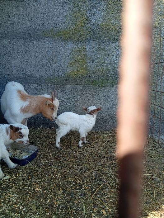 Vând 2 capre de rasă mica