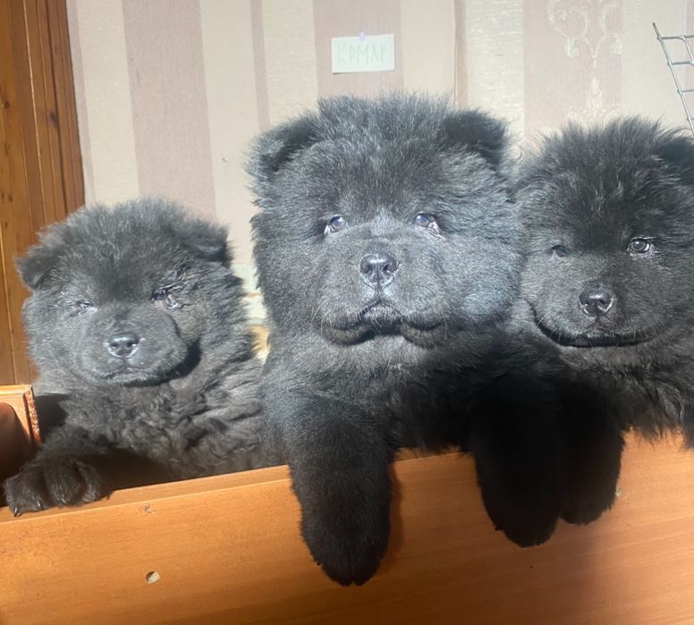 Чау-чау щенки с документами