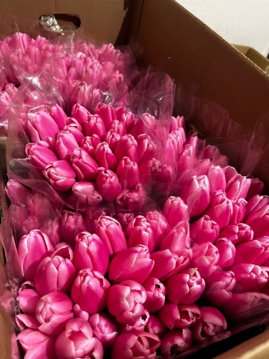 Тюльпаны экстра класса