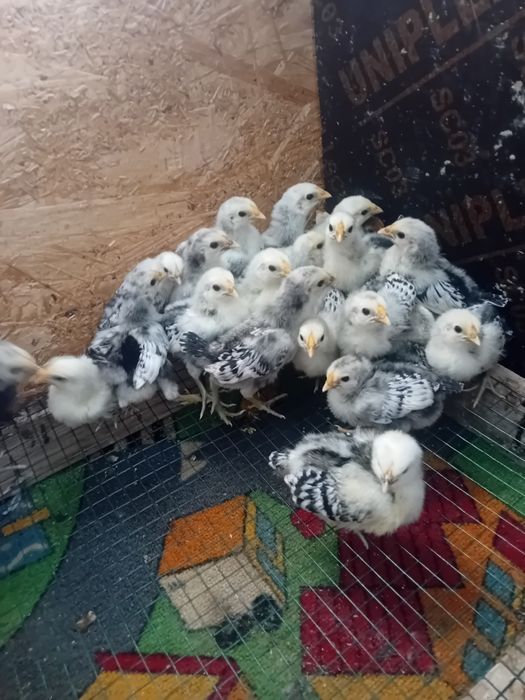 Pui de gaina Hamburg