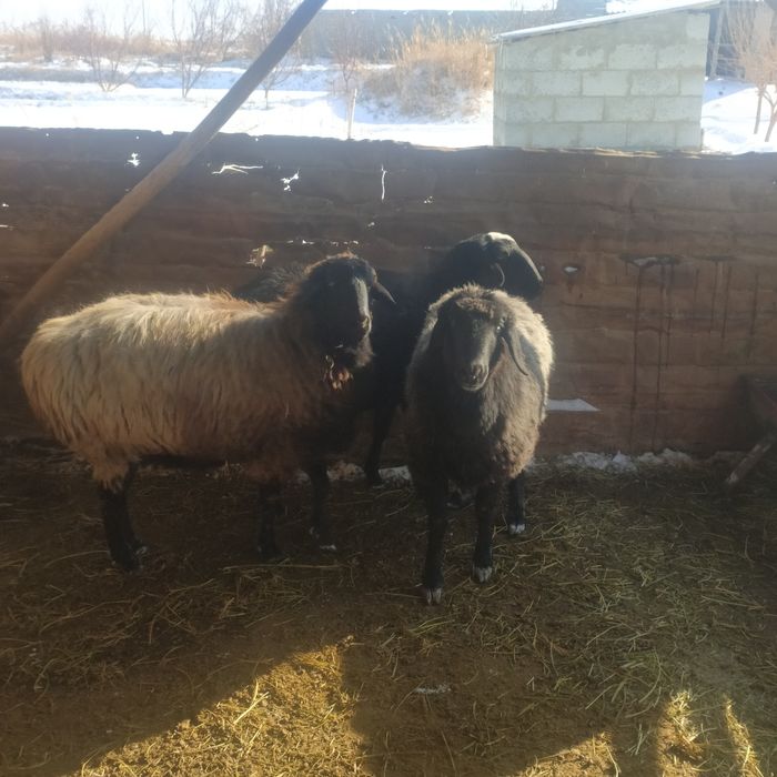 Ekkizak tug'adigan bug'o'z quyla sotiladi