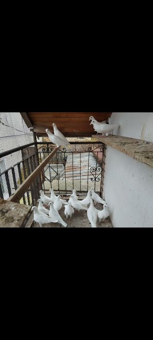 Продавам бели пощенски гълъби за сватба, кръщенета и д-р тържества 
Продавам бели пощенски гълъби за сватба, кръщенета и д-р. тържества
20 €
39,12 лв