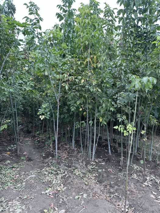 Кучатлар бор Ko’chatlar sotiladi Мевали ва Декотарив