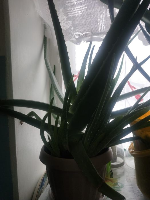 Продам два цветка