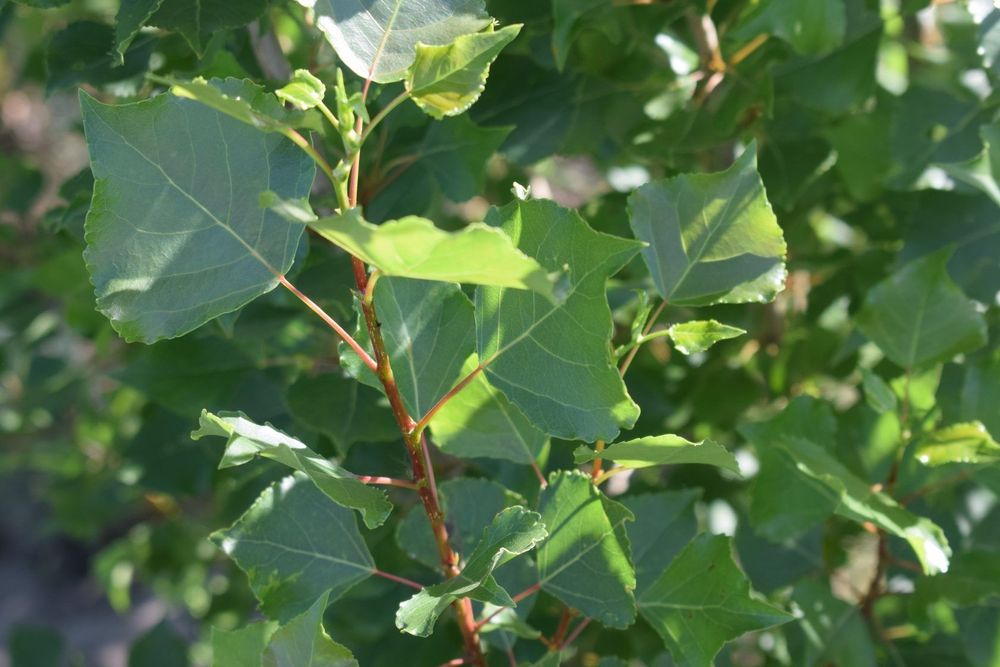 Тополь пирамидальный