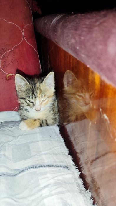Отдам котят в добрые руки