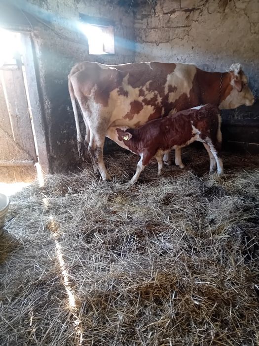 Vaci de vânzare afata și cu  lapte