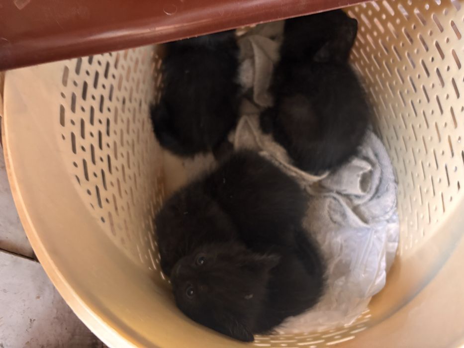 Котята черненькие :)