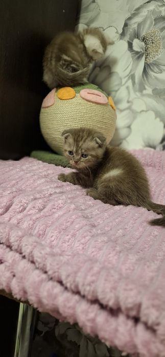 Шотландские вислоухие котята