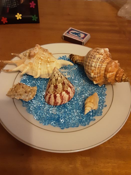Ракушки в акву..