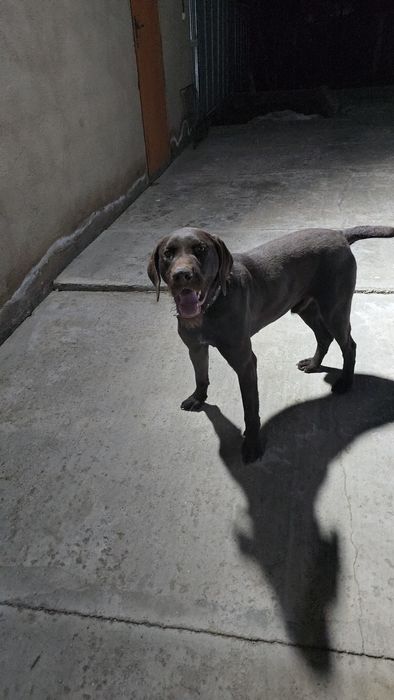 Дратхаар кабель 2 года