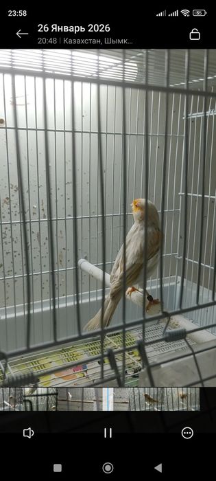 Канарейка сатинет