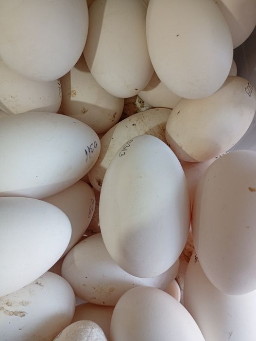 Vând sau schimb cu diverse