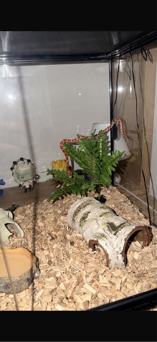 Corn Snake + terariu – pachet complet