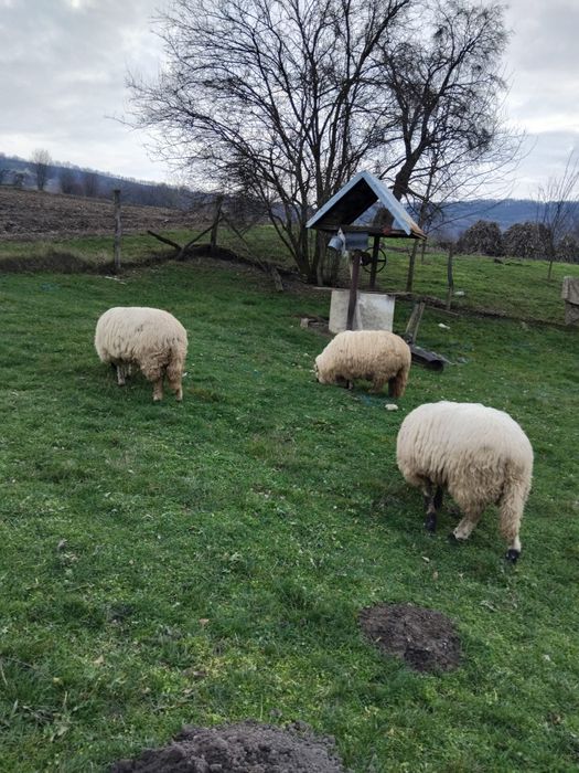De vanzare oi si berbec