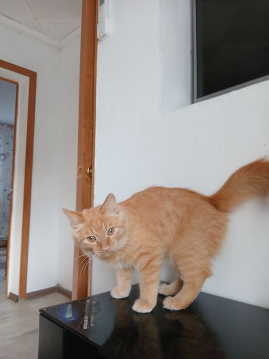 Отдам кота, мальчик, возраст 6 месяцев.