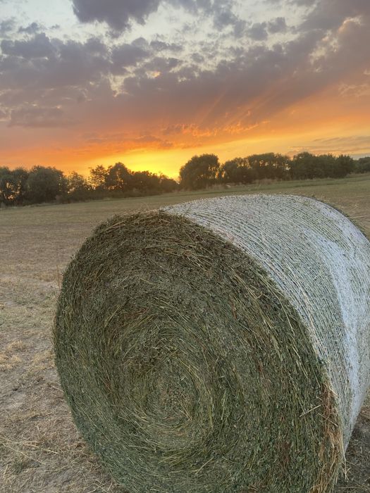 Рулонки ечимична