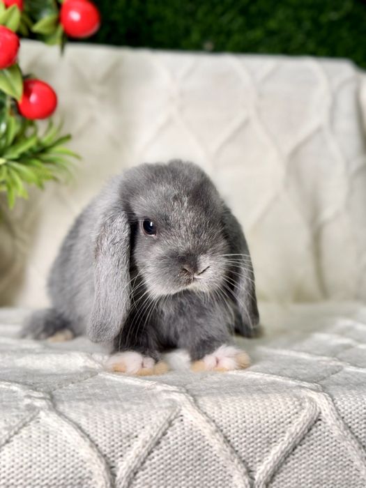 Карликовые кролики. Karlik quyonlar. Quyon Куйон Кролик