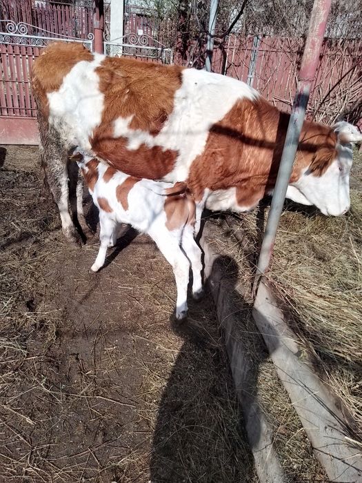 Vaci din rasa bălțata românească de vanzare