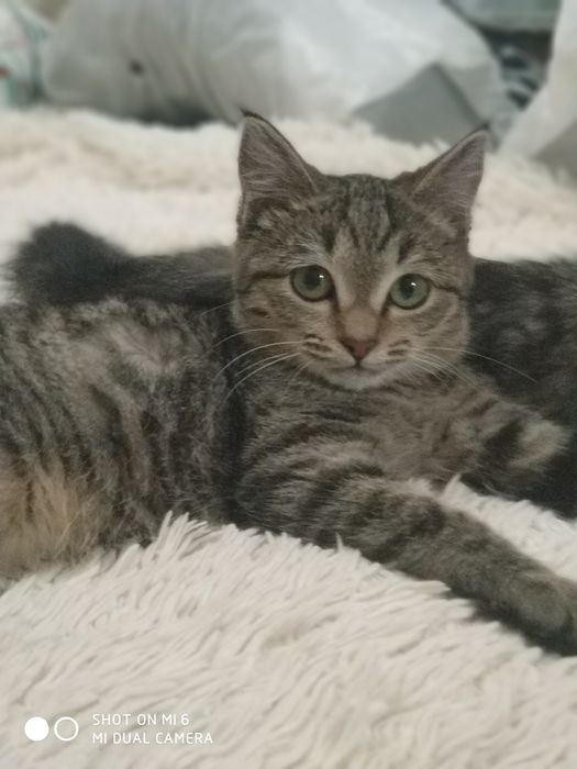 Котята симпатяги в добрые руки