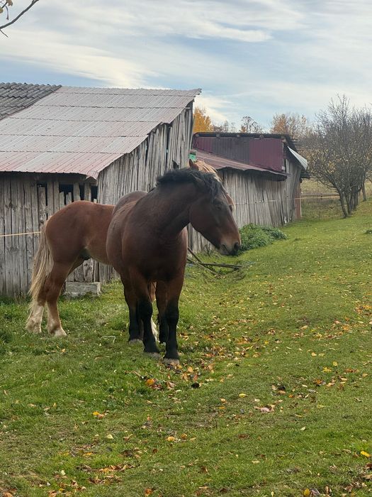 Se vând zare mânz de un 1 an și cal de 3 ani