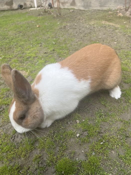 Кролик Голадский,породистый