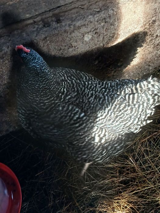 Găini playmonth de vânzare