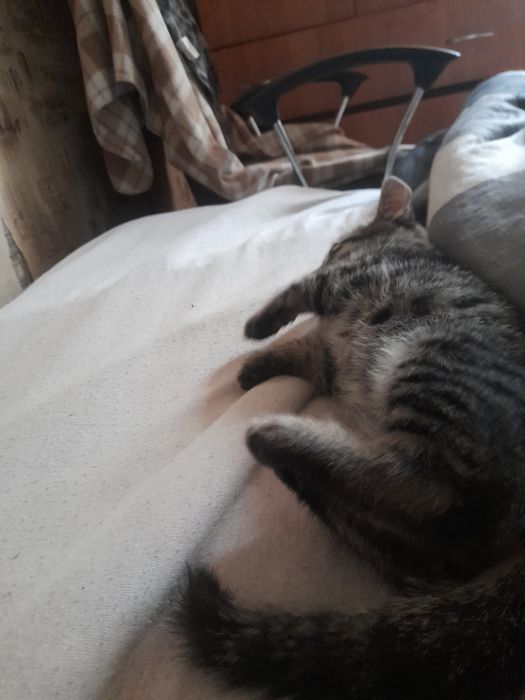 Отдам в хорошие руки