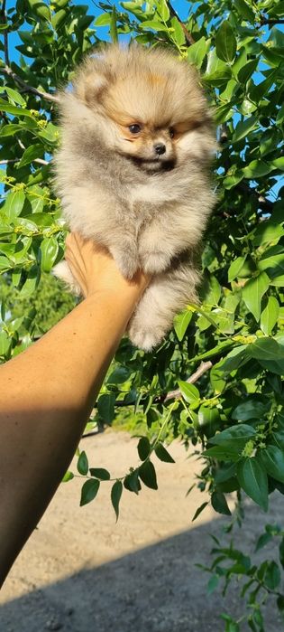 Померан померанче мини