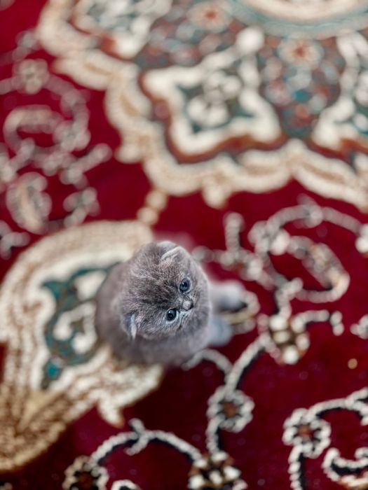 Scottish fold 1 dona tug'ulgan