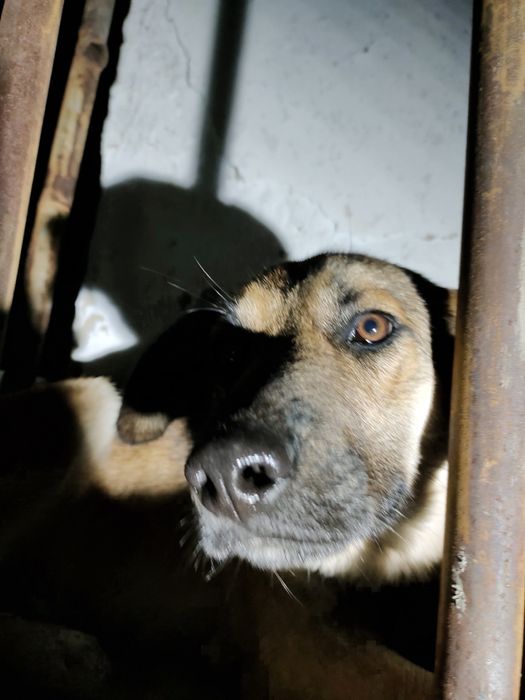 Пуся. Солнечная Собака