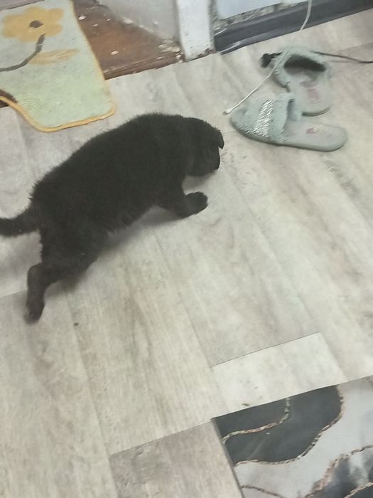 Немецкая овчарка щенки