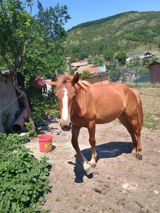 Vând mânză de 1 an