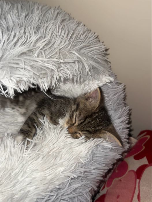 Котёнок 2 месячный …..