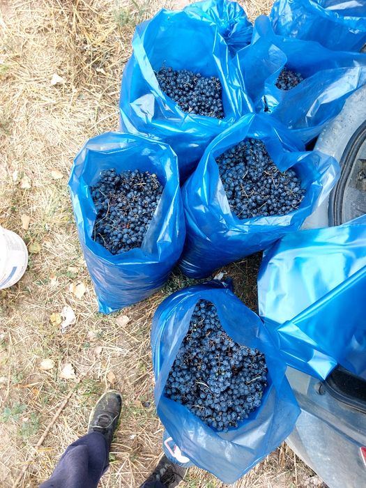 Vand struguri negri  de vin, gama.