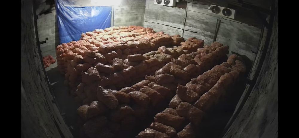 Стардаст. Альба. Блэкстон. Белый лук на зелень. Оргинал.