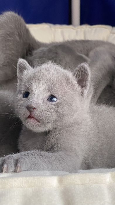 Русская голубая кошка