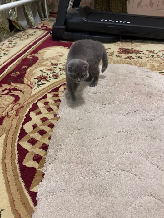 Кошка скотиш фолд 4 месяц