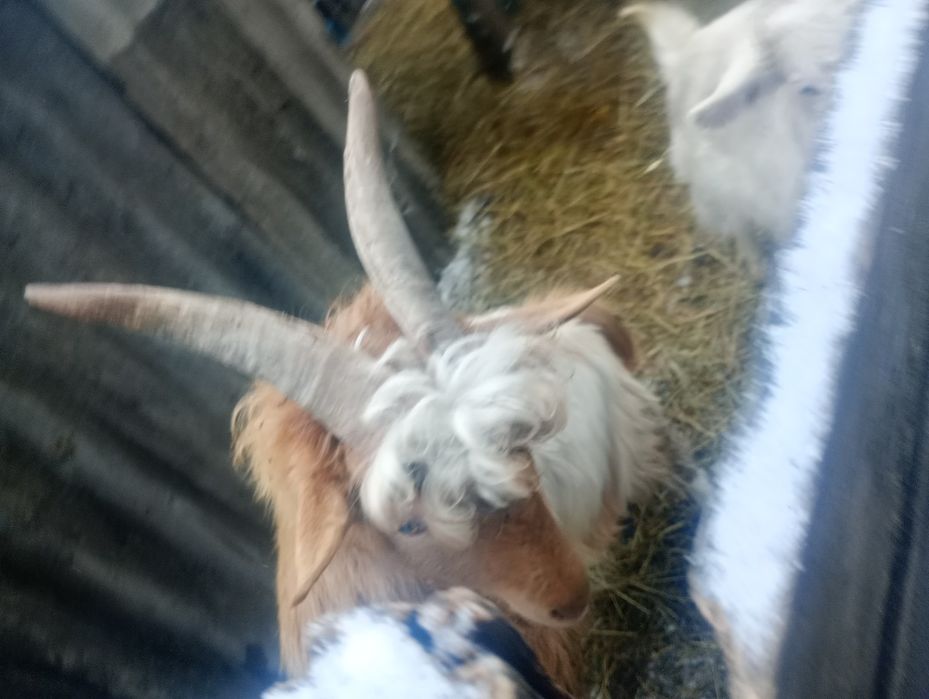 Vând țap sau schimb  mai multe detalii in privat