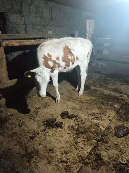 продам бычков/ продам коров