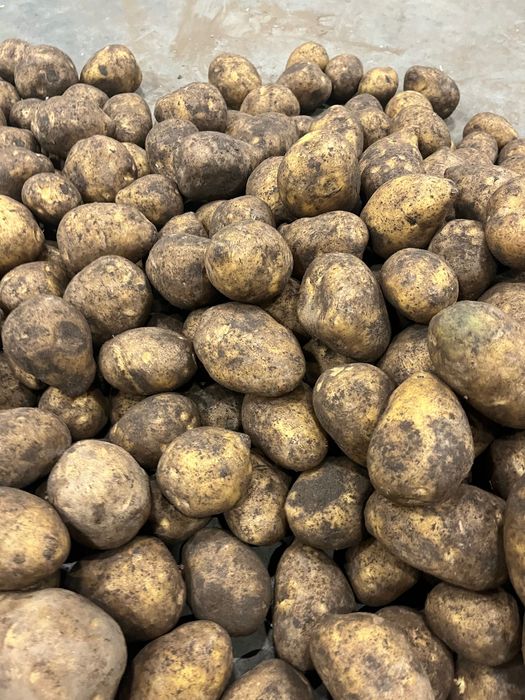 Продам Гала товарка картофель оптом